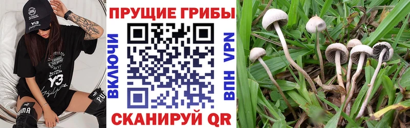 Купить  Называевск  Галлюциногенные грибы прущие грибы 